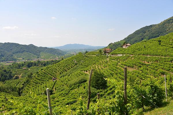 Viaggio Organizzato 2 Giorni Sulle Colline Del Prosecco E Vicentine