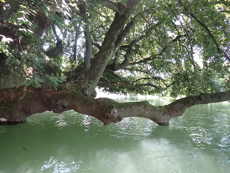 Centuries-old holm oaks on the river in Ponzano