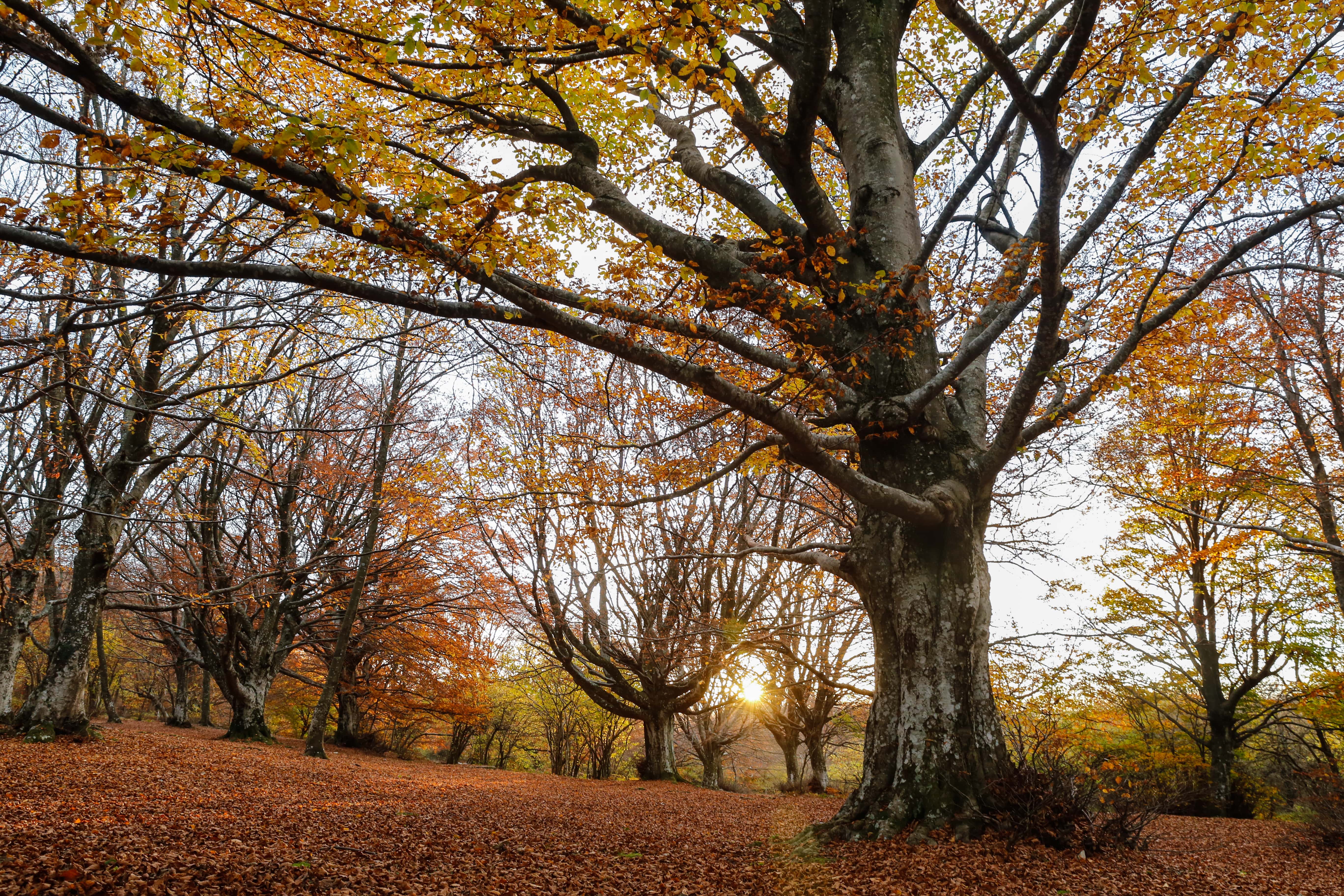 imageFesteggiamo insieme la Giornata Nazionale degli Alberi