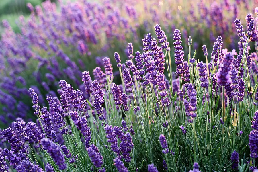 Festa della Lavanda a Tuscania