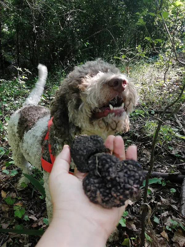Truffle maker for a day