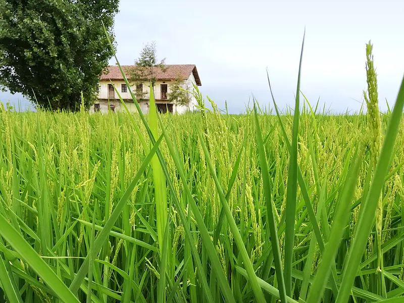 Novara and its rice fields