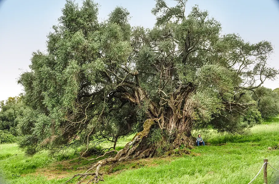 Der Olivastro di Luras: der älteste Baum Italiens