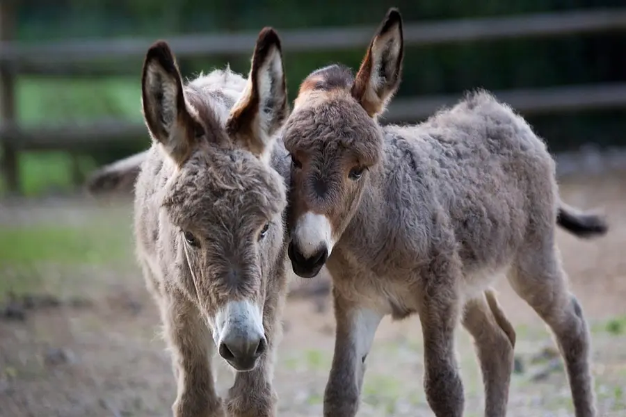 Donkey festival in Barni