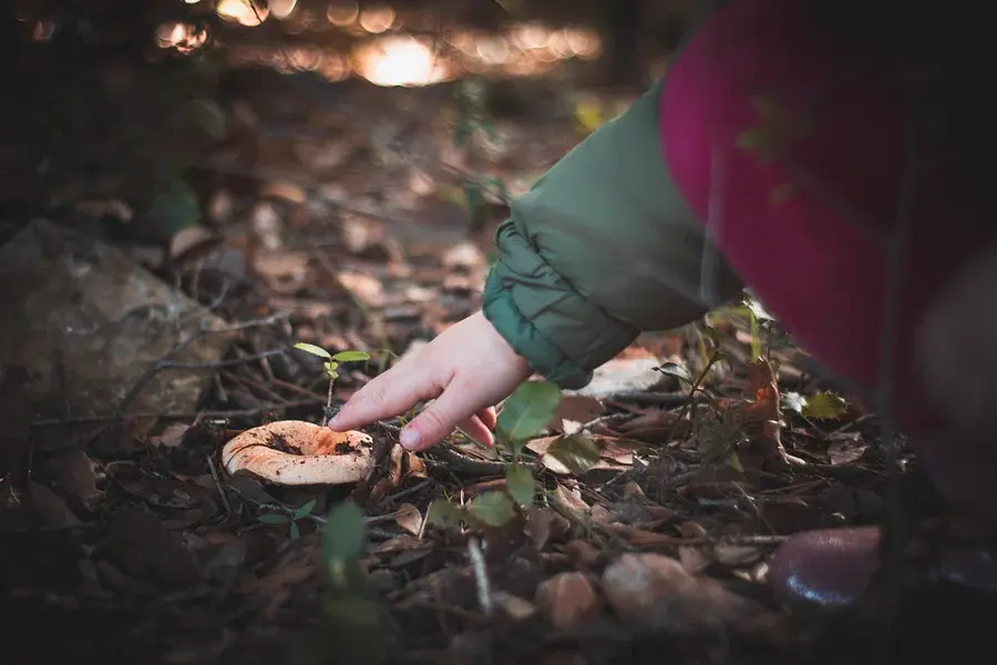From forest to plate: mushroom picking and experiential lunch