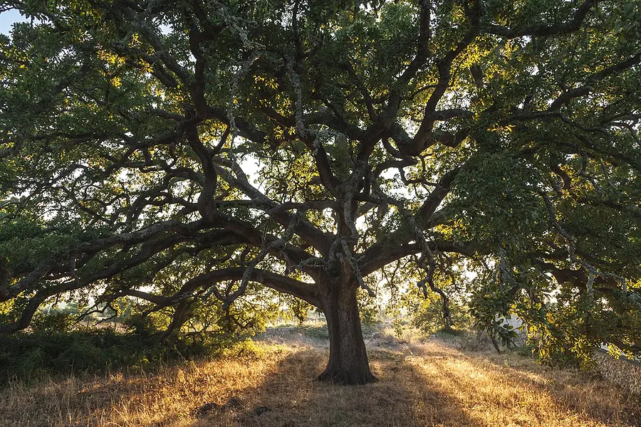 Quercia vallonea (o «dei 100 cavalieri»)