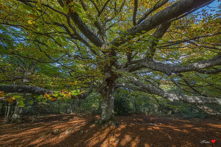 Beech forest of Canfaito