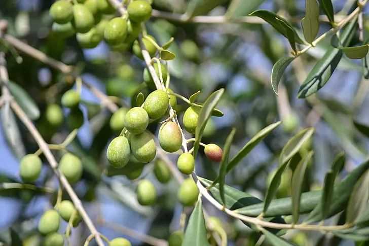 Sagra delle Olive