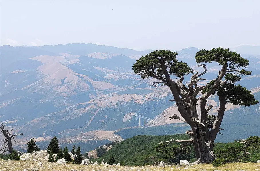 The "broccoli" of Castrovillari