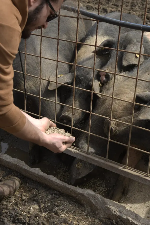 Descubra una auténtica granja de cerdos Cinta Senese en Radicondoli