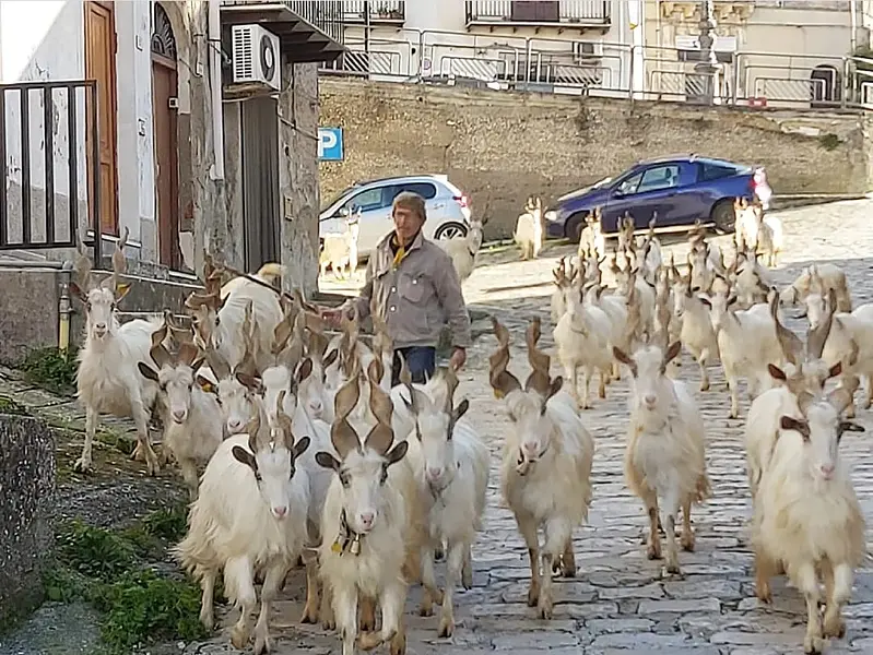 Girgentan goats