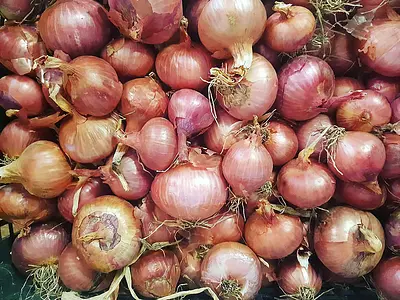 Certaldo onion, queen of Tuscan-style soup