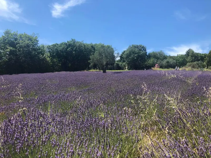 Lavender in Bloom in Mombaroccio