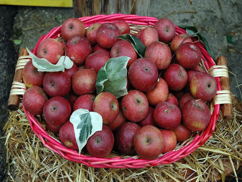 Fest des Annurca-Apfels