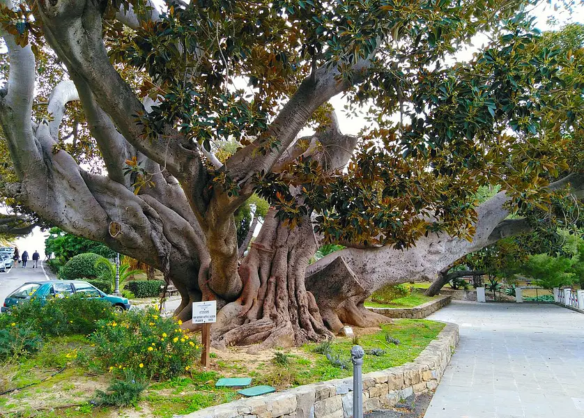 The Scibretta, the monumental tree that is the symbol of Bordighera
