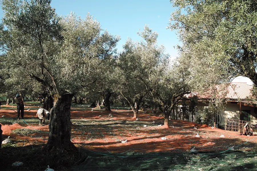 Vallefiorita - The ancient tradition of oil