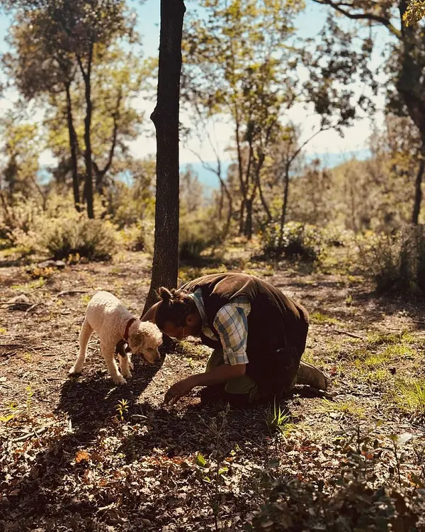 Trüffelsuche im Wald mit Verkostung in Siena 