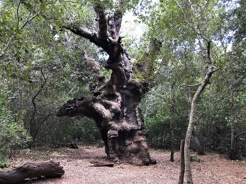 Sughereta di Niscemi : forêt primordiale de chênes-lièges. 