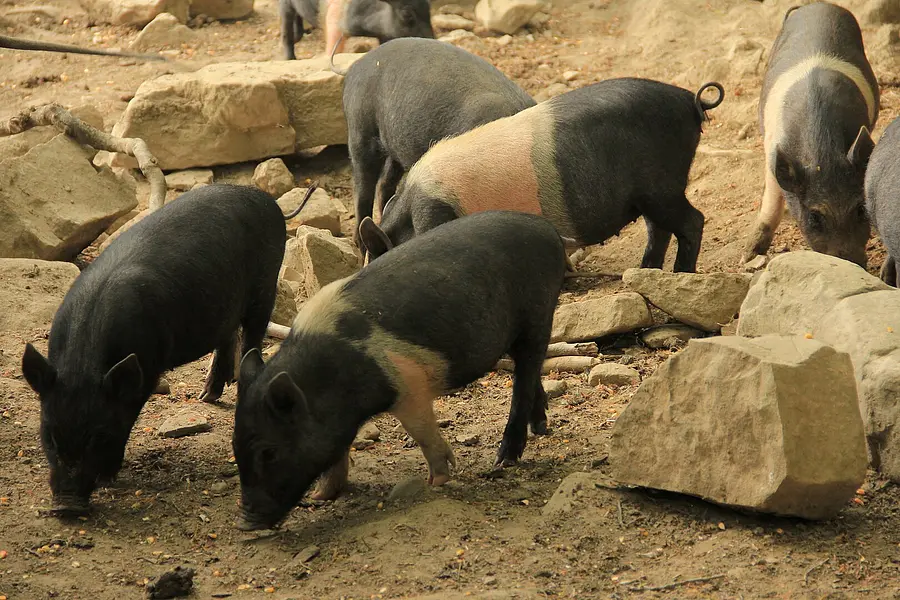 Besuch des typischen Schweinezuchtbetriebs Cinta Senese in Asciano