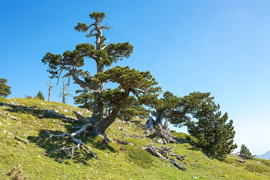 Les patriarches arboricoles de Pollino